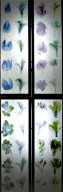 hoschoen2.jpg - "Genetic Flowers"  52 transparent  C - Prints  29 x 21 cm, Schlo