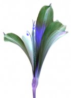 lily1.jpg - "Genetic Flowers"   transparent C - Print  29 x 21 cm, Schlo