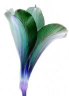 lily2.jpg - "Genetic Flowers"   transparent C - Print  29 x 21 cm, Schlo