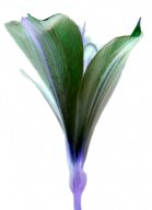 lily3.jpg - "Genetic Flowers"   transparent C - Print  29 x 21 cm, Schlo