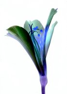 lily4.jpg - "Genetic Flowers"   transparent C - Print  29 x 21 cm, Schlo