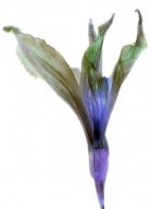 lily5.jpg - "Genetic Flowers"   transparent C - Print  29 x 21 cm, Schlo